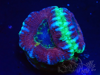 WYSIWYG Micromussa lordhowensis (ehemals Acanthastrea)