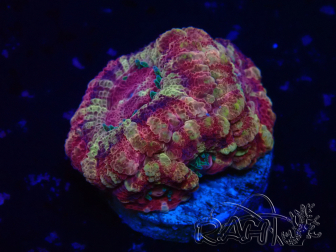 WYSIWYG Micromussa lordhowensis (ex Acanthastrea)