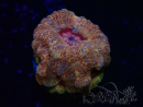 WYSIWYG Micromussa lordhowensis (antes Acanthastrea)