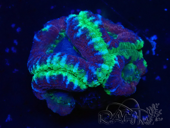 WYSIWYG Micromussa lordhowensis (ehemals Acanthastrea)