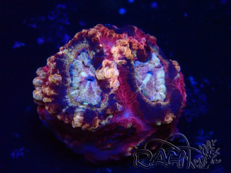 WYSIWYG Micromussa lordhowensis (antes Acanthastrea)