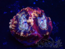 WYSIWYG Micromussa lordhowensis (ehemals Acanthastrea)