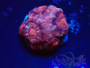 WYSIWYG Micromussa lordhowensis (ehemals Acanthastrea)