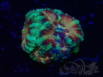 WYSIWYG Micromussa lordhowensis (ehemals Acanthastrea)