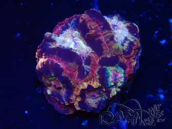 WYSIWYG Micromussa lordhowensis (formerly Acanthastrea)