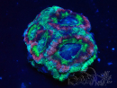 WYSIWYG Micromussa lordhowensis (formerly Acanthastrea)