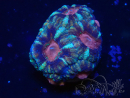 WYSIWYG Micromussa lordhowensis (ehemals Acanthastrea)