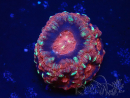 WYSIWYG Micromussa lordhowensis (formerly Acanthastrea)
