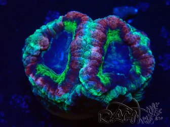 WYSIWYG Micromussa lordhowensis (ex Acanthastrea)