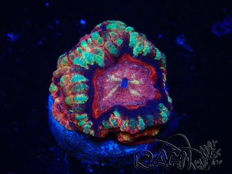 WYSIWYG Micromussa lordhowensis (antes Acanthastrea)