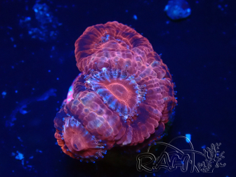 WYSIWYG Micromussa lordhowensis (ehemals Acanthastrea)