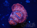WYSIWYG Micromussa lordhowensis (formerly Acanthastrea)