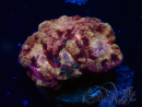 WYSIWYG Micromussa lordhowensis (ex Acanthastrea)