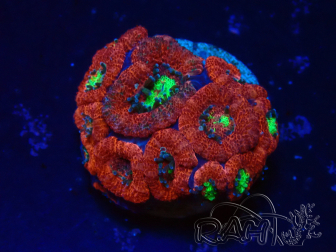 WYSIWYG Micromussa lordhowensis INDO (ex Acanthastrea) 25Q5