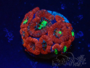 WYSIWYG Micromussa lordhowensis (ehemals Acanthastrea)