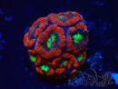 WYSIWYG Micromussa lordhowensis (formerly Acanthastrea)