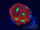 WYSIWYG Micromussa lordhowensis (ehemals Acanthastrea)