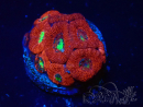 WYSIWYG Micromussa lordhowensis (ehemals Acanthastrea)