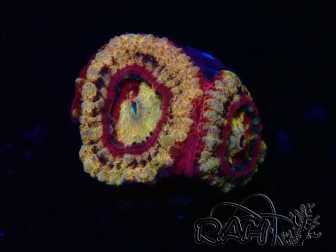 WYSIWYG Micromussa lordhowensis (ehemals Acanthastrea)