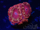 WYSIWYG Micromussa lordhowensis (ehemals Acanthastrea)