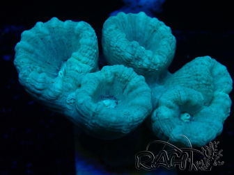 WYSIWYG Caulastrea furcata Grey/Blue