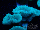 WYSIWYG Caulastrea furcata Grigio/Blu