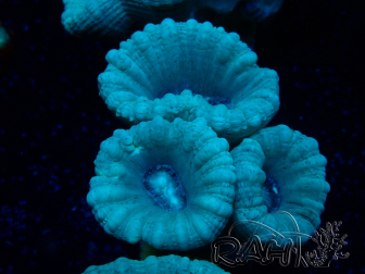 WYSIWYG Caulastrea furcata Gris/Azul