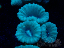 WYSIWYG Caulastrea furcata Grey/Blue