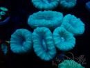 WYSIWYG Caulastrea furcata Grau/Blau