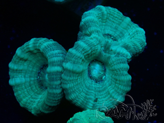 WYSIWYG Caulastrea furcata Grey/Blue 12N5