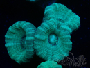 WYSIWYG Caulastrea furcata Grey/Blue