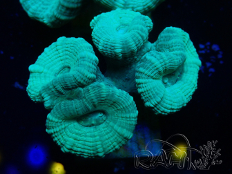 WYSIWYG Caulastrea furcata Grey/Blue