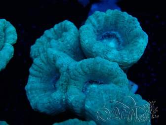 WYSIWYG Caulastrea furcata Grau/Blau
