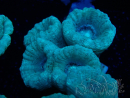 WYSIWYG Caulastrea furcata Grau/Blau