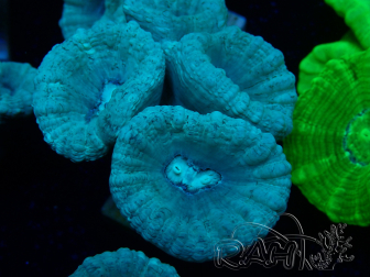 WYSIWYG Caulastrea furcata Grey/Blue 12N8