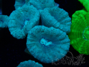 WYSIWYG Caulastrea furcata Grau/Blau