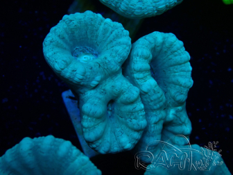 WYSIWYG Caulastrea furcata Gris/Azul