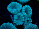 WYSIWYG Caulastrea furcata Grey/Blue