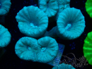 WYSIWYG Caulastrea furcata Gris/Azul