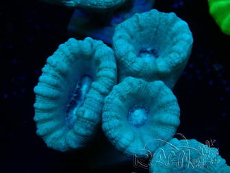 WYSIWYG Caulastrea furcata Grey/Blue