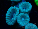 WYSIWYG Caulastrea furcata Grey/Blue