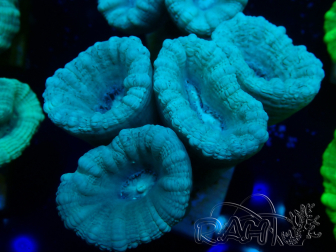 WYSIWYG Caulastrea furcata Grau/Blau