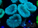 WYSIWYG Caulastrea furcata Grey/Blue
