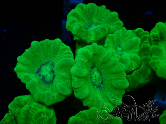 WYSIWYG Caulastrea furcata Yellow