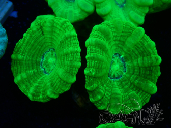 WYSIWYG Caulastrea furcata Amarillo