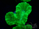 WYSIWYG Caulastrea furcata Yellow 3