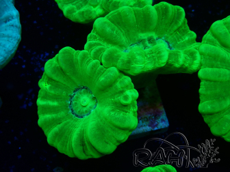 WYSIWYG Caulastrea furcata Gialla