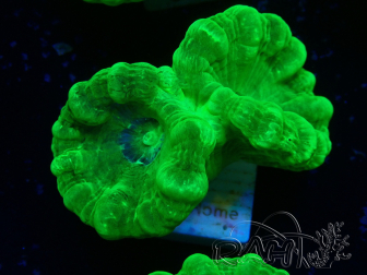 WYSIWYG Caulastrea furcata Amarillo
