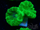 WYSIWYG Caulastrea furcata Yellow