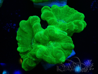 WYSIWYG Caulastrea furcata Giallo